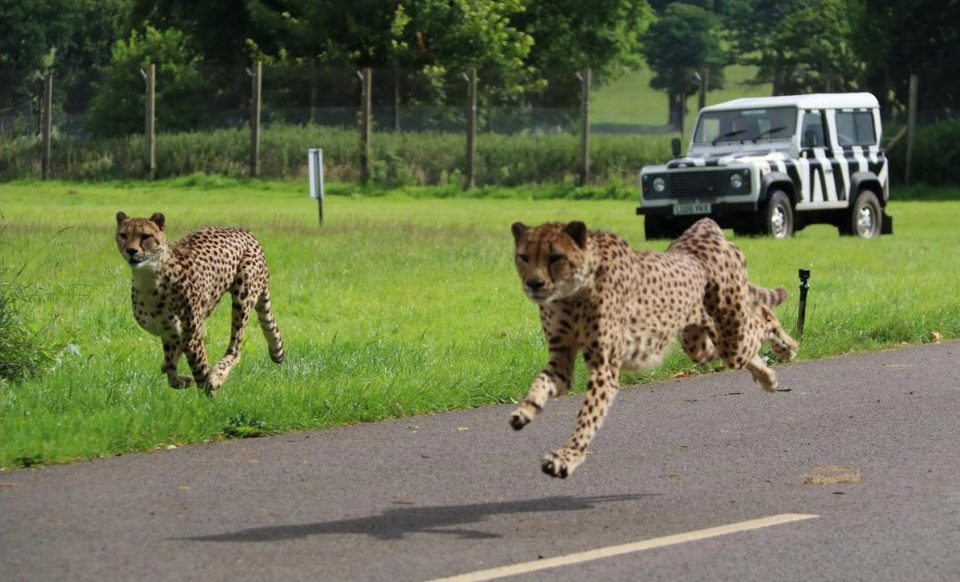  They are enjoying their new-found freedom at their home in Longleat Safari Park in Wiltshire