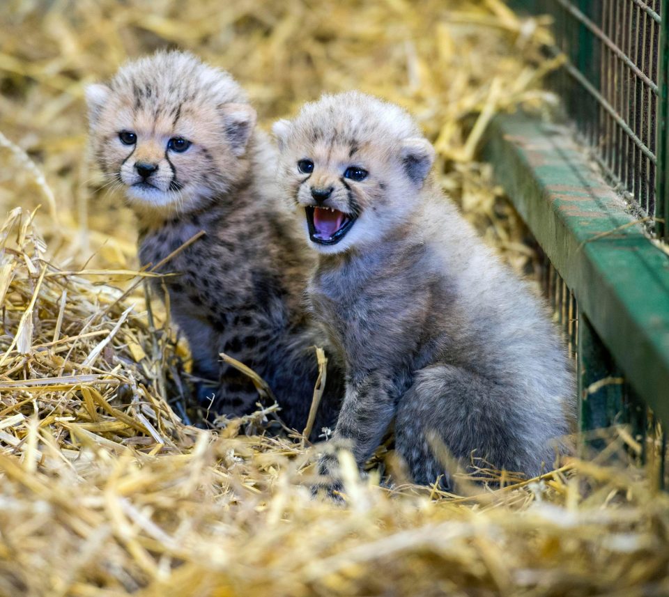  The adorable cubs have been allowed into their public enclosure for the first time