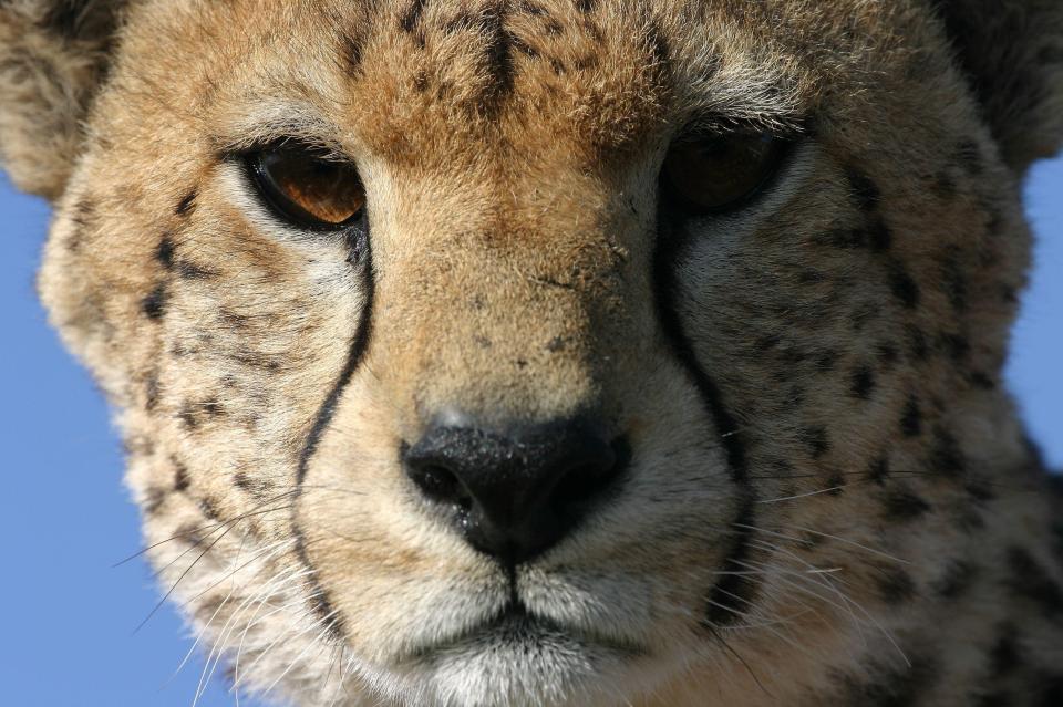  Scientists estimate that just 7,100 of the fleet-footed cats remain