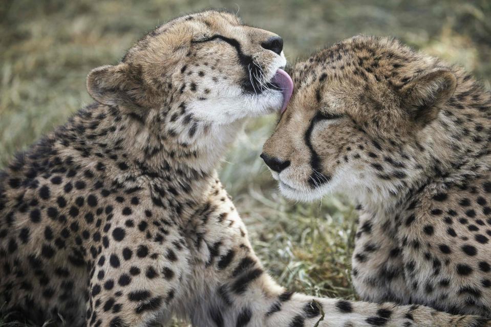  A captive cheetah licking her sibling in an enclosure in Namibia