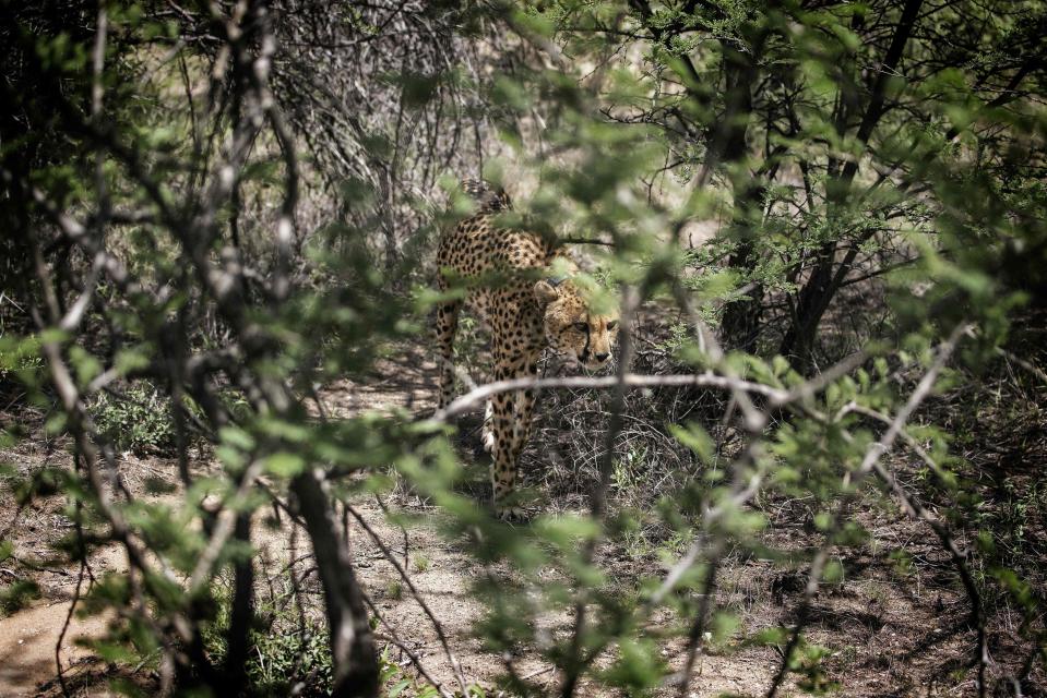  the big cats are becoming very difficult to find already