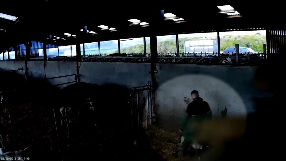  The farm owner said he was "horrified and distraught" after viewing the footage but stressed that one employee was involved