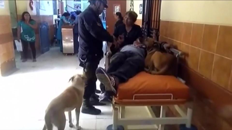  One of the dogs leaps up onto the bed to lie next to their owner while the other watches on at his bedside