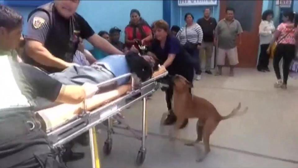  The concerned pets are shown following their owner as he is wheeled through the hospital by medics