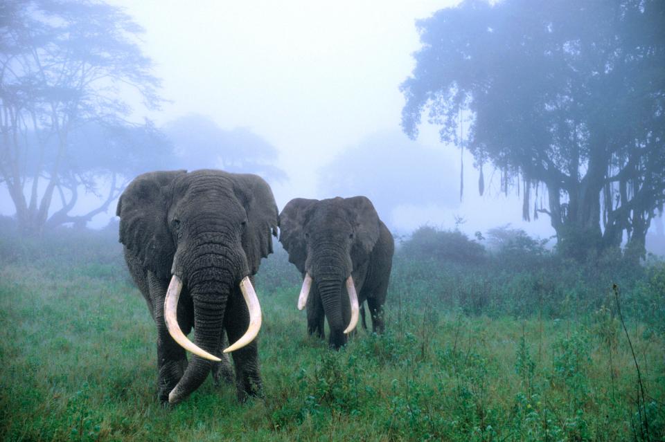  The elephants apparently wandered into the village bazaar before trampling locals (file photo)