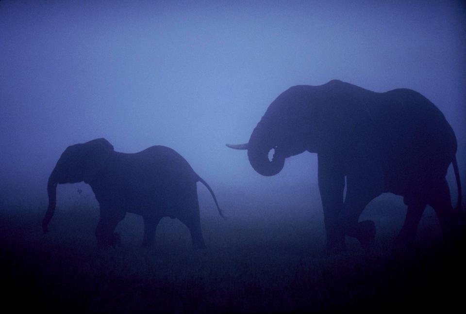  One person died and two were injured when a herd of elephants wandered into a Nepalese village (file photo)