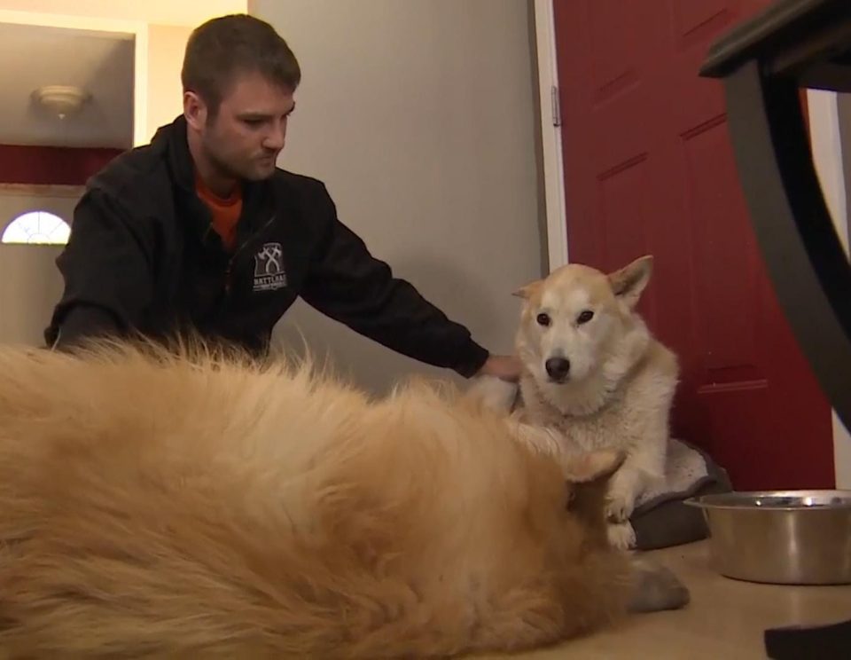  Will Gibb stroking his brave pups Sasha and Mongo, who were attacked by a cougar