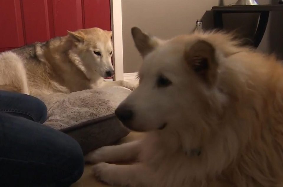  Sasha, left, was bitten by the wild cat while Mongo narrowly avoided being mauled