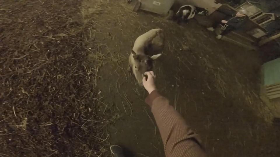  The gang petted and stroked some animals after getting into the enclosures while exploring the zoo at night