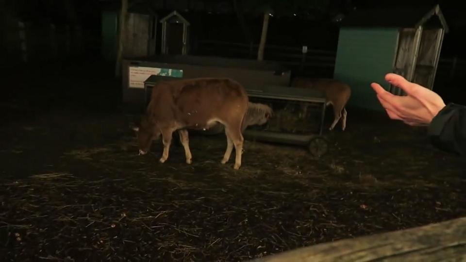  The brazen gang were slightly disappointed to find cows at the zoo as they searched for more fearsome creatures