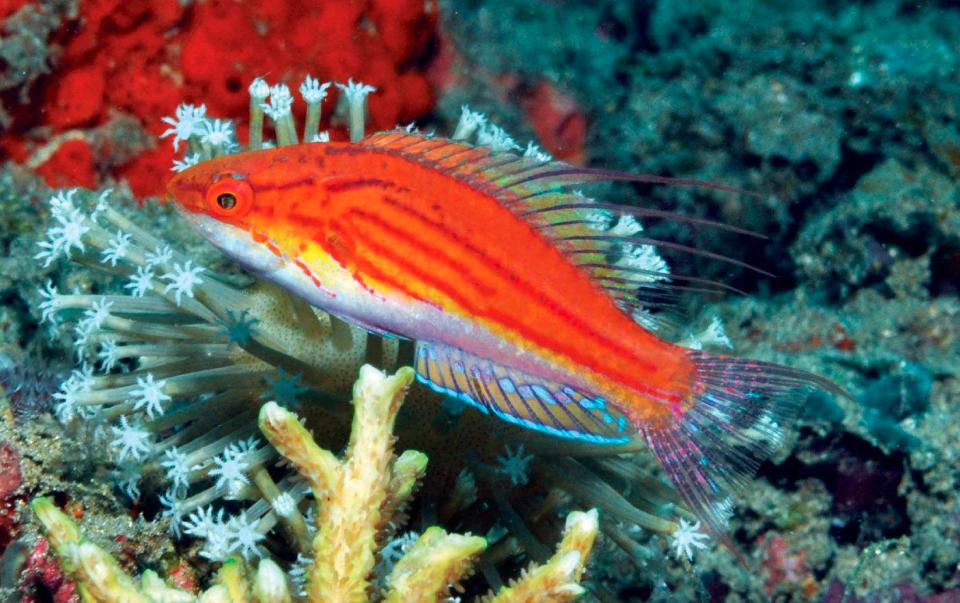  This is the newly discovered New flasherwrasse from Indonesia, also called the Paracheilinus paineorum