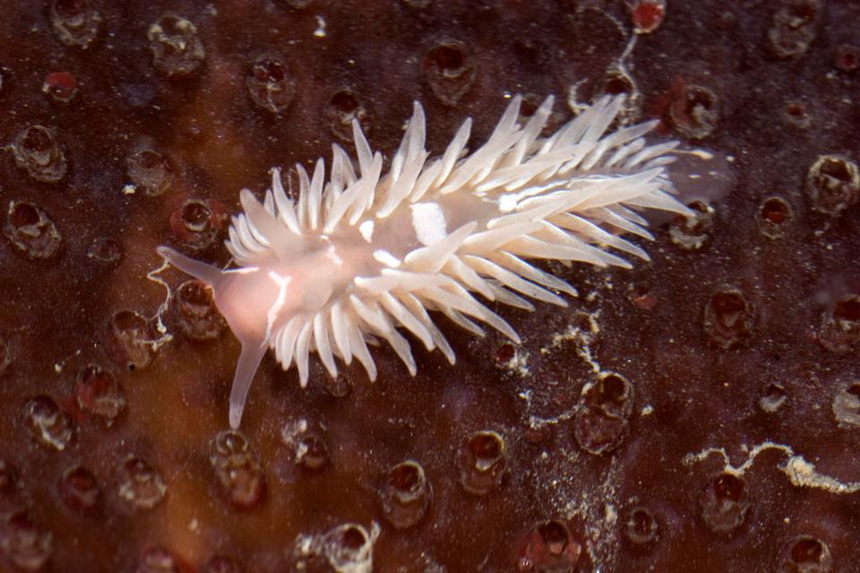  This beautiful sea slug was found in the seas off California