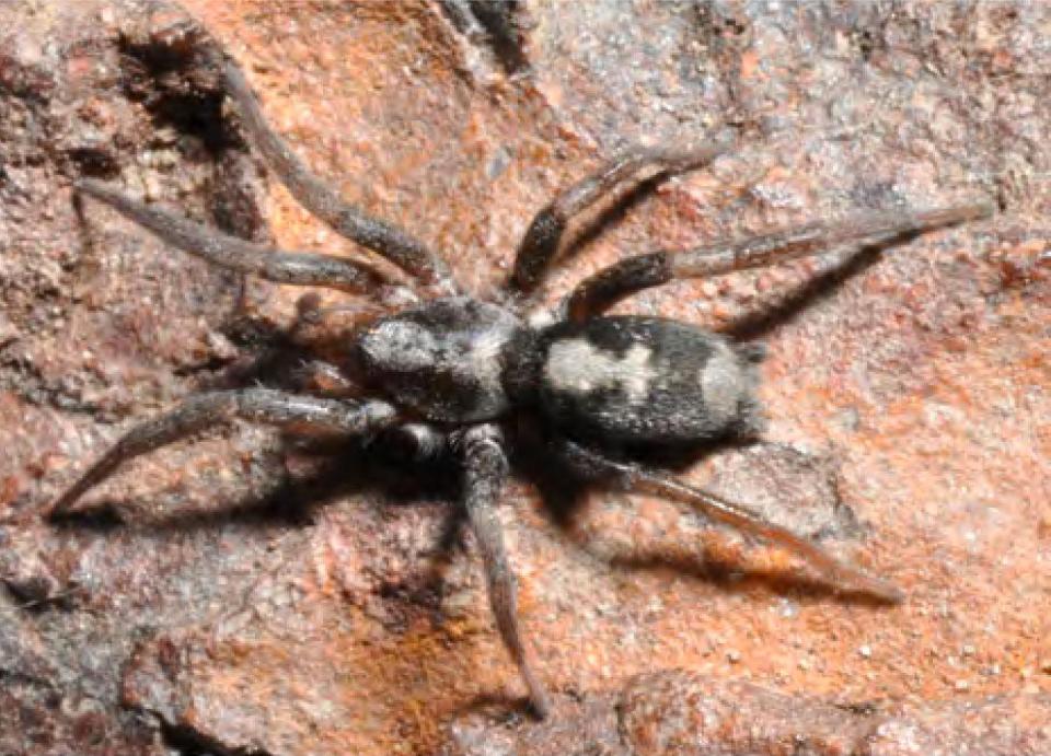  Ground spider from Brazil Apopyllus centralis