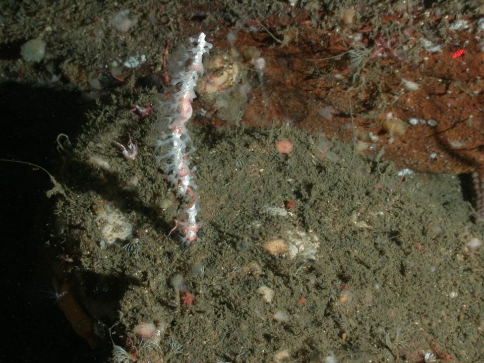  New coral, Swiftia farallonesica has been found this year on the seabed