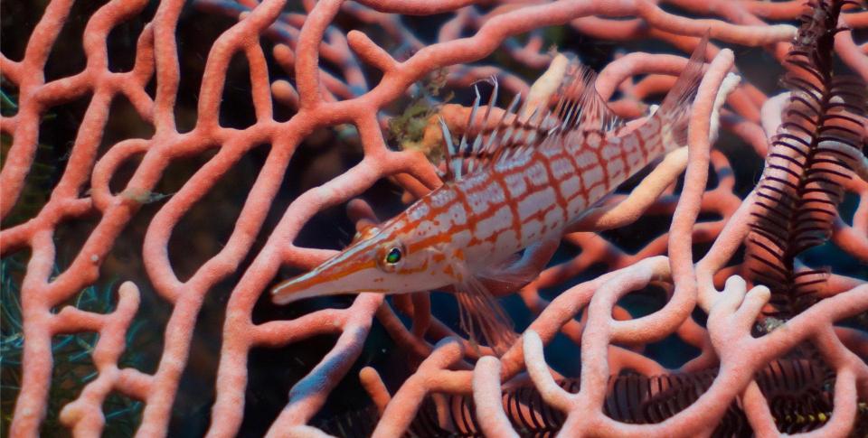  A brightly coloured fish in the twilight zone - where scientists have discovered new species