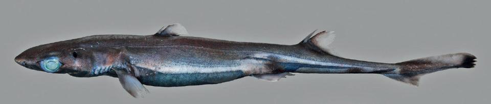  New lanternshark from the southwestern Indian Ocean