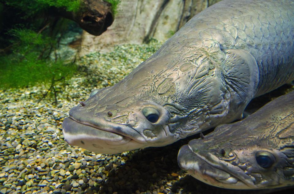  Giant arapaimas are massive fish that breathe through primitive lungs