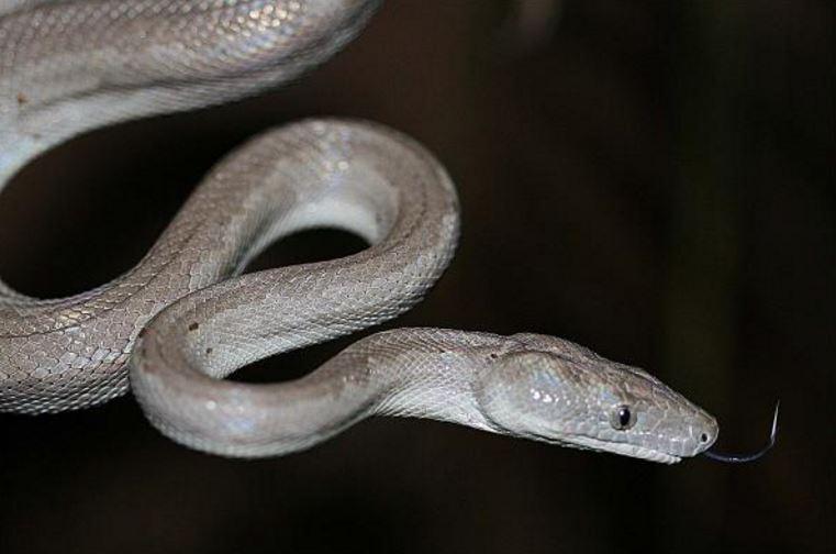  The Bahamian silver boa or Conception Bank silver boa