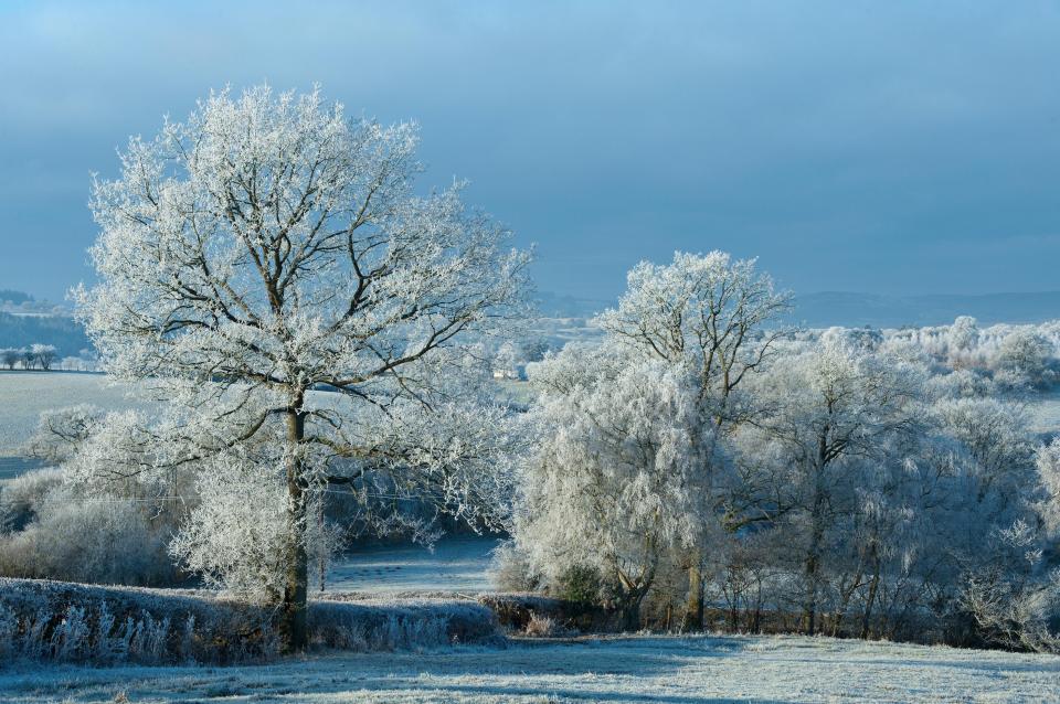  Thick frost coats Powys in Wales yesterday