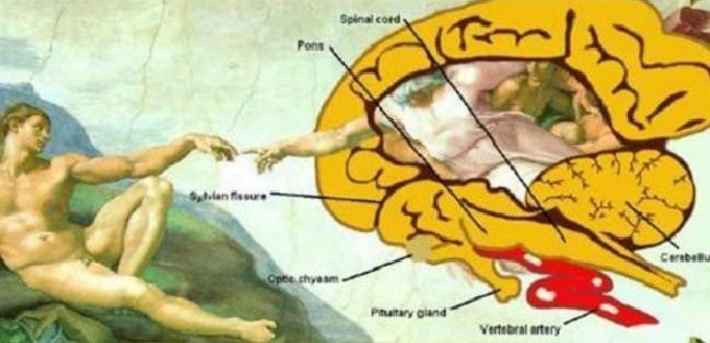  American physician Frank Lynn Meshberger believes the shape on the side representing God depicts the human brain