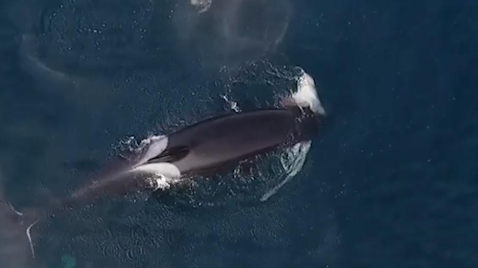  A drone captures the incredible moment a killer whale chomped down on a shark in 2016