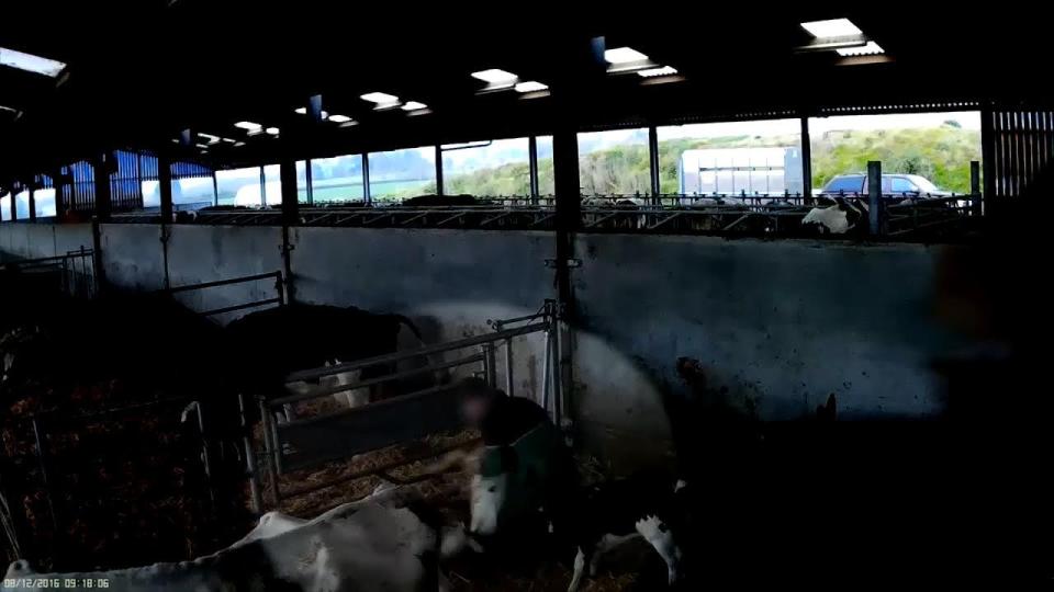  The RSPCA has launched an investigation after a farm worker was caught punching, kicking and slamming down young calves