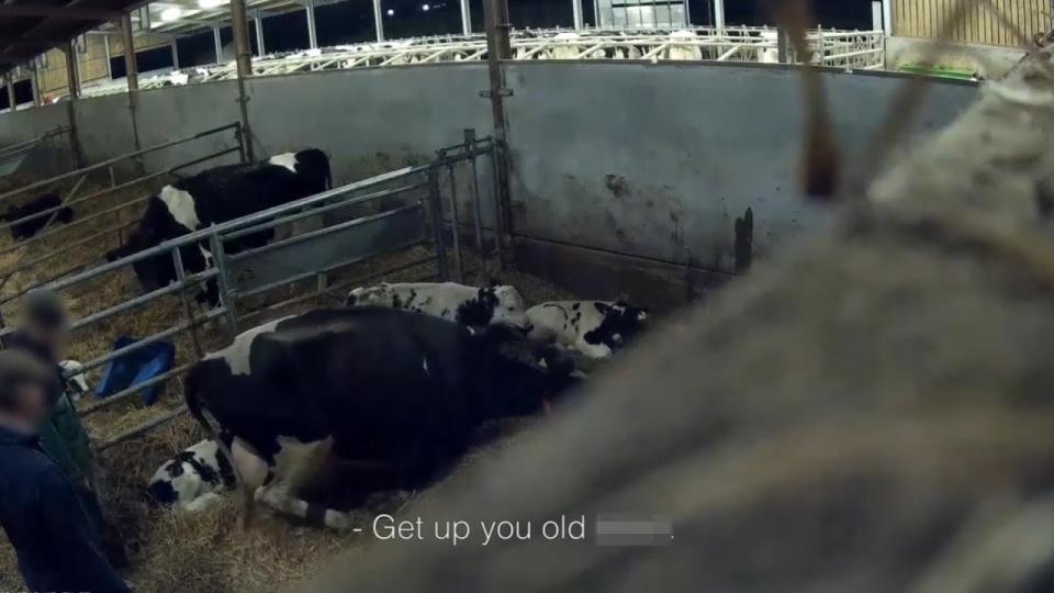  An older cow is targeted by the employee and told bluntly to get up in another disturbing scene