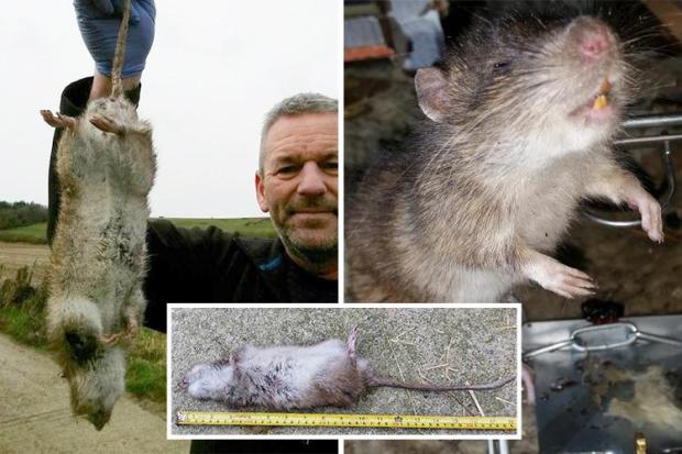 composite giant rat