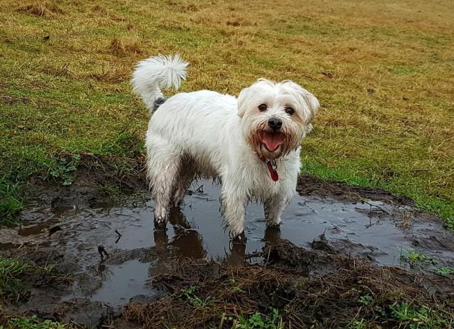  He's a messy pup not afraid to get his paws dirty