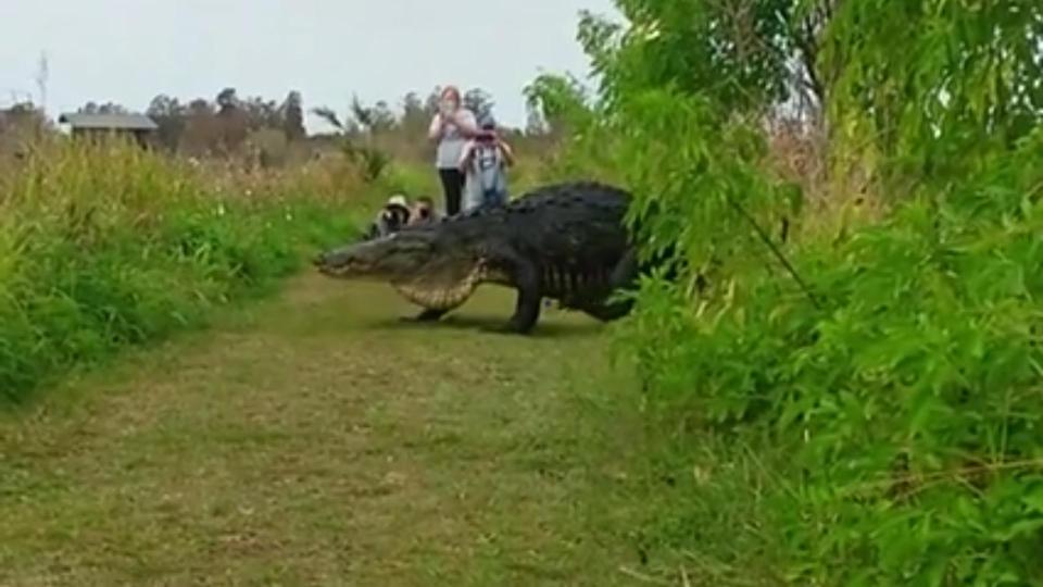  Alligators have the strongest bites out of any animal in the US