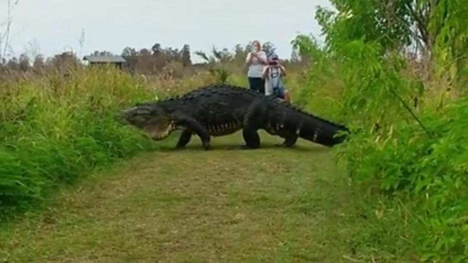  The Godzilla-like creature was spotted at the Circle b Bar reserve in Lakeland, Florida