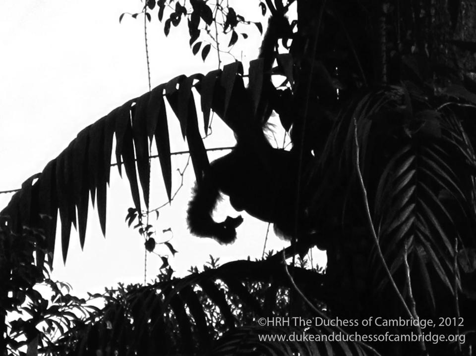  It's hard to make out the orangutan in this shot from Borneo