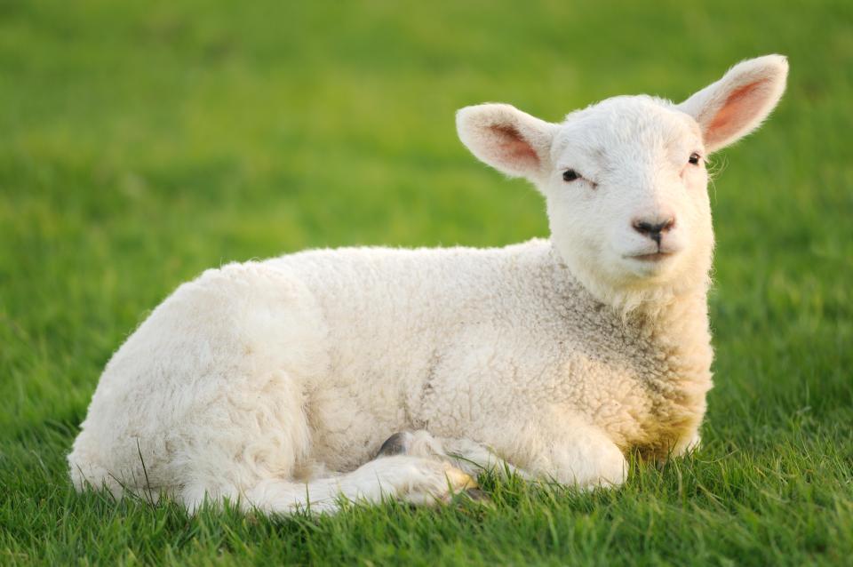  Police in Cornwall believe a lamb has been deliberately mutilated in a cult attack