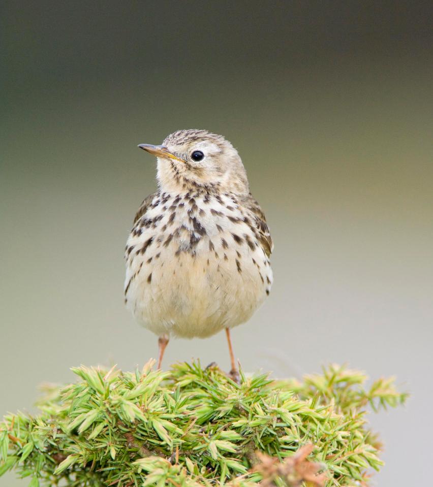  The meadow pipit is one of the cold-climate birds that's abandoned Britain