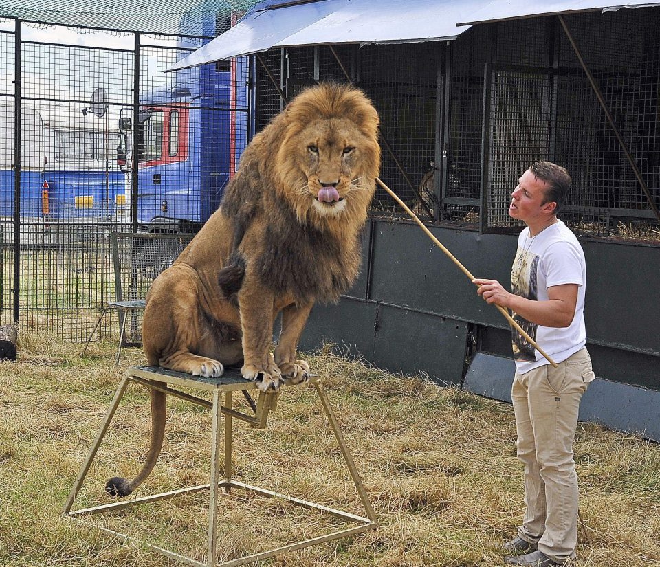  The circus was previously refused a license because its lions’ living areas were deemed inadequate