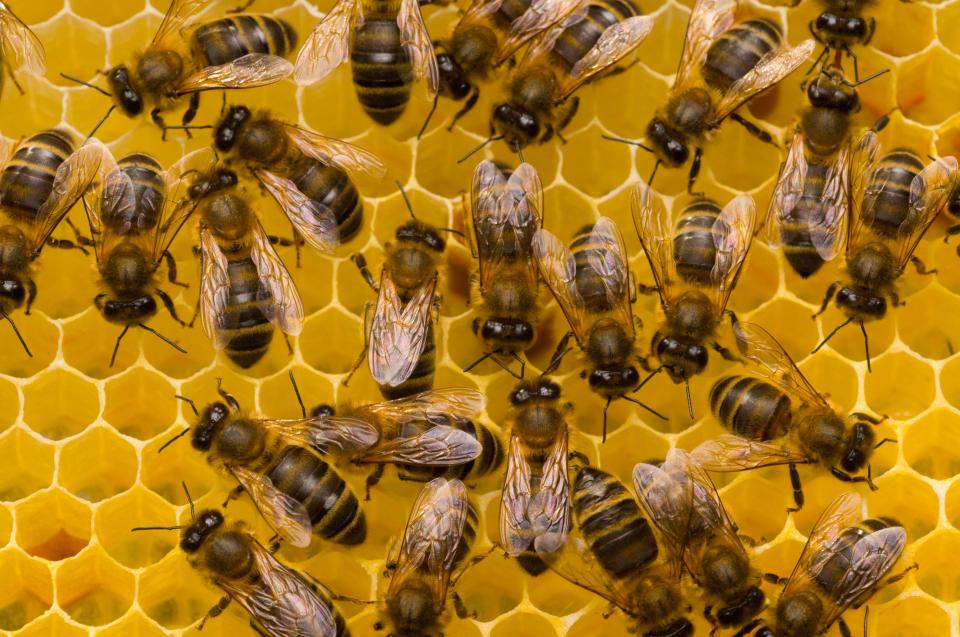  In extreme cases, allergies to bee and wasp stings can also be fatal