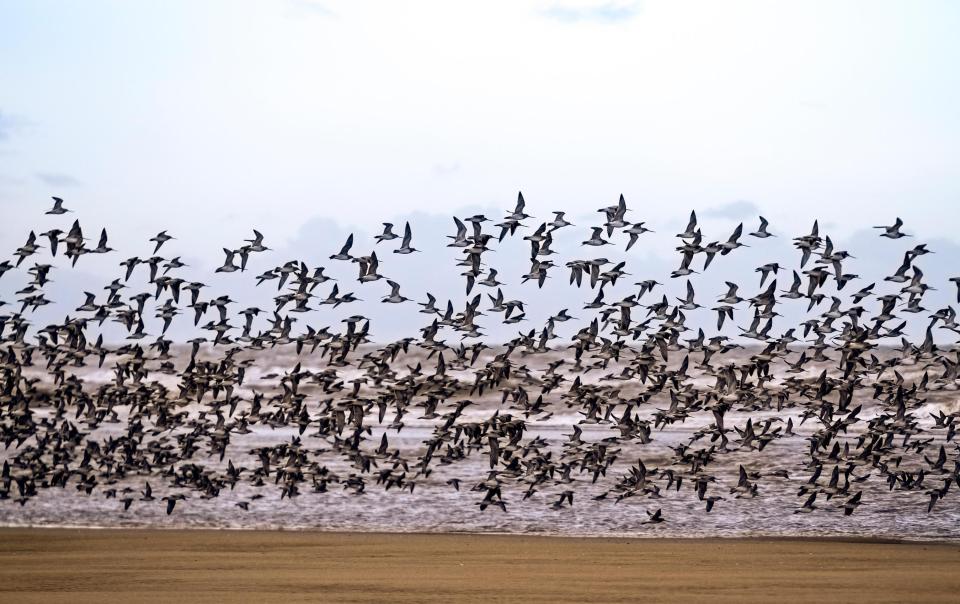  Bitter winds in Southport, Merseyside, blow in flocks of Sanderlings, Knot and Dunlin birds this morning