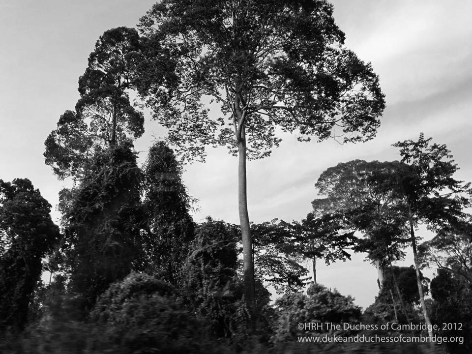  Kate took this picture of some trees in Borneo in 2012