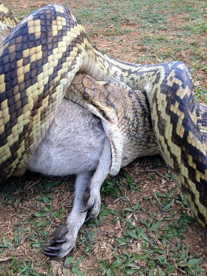  A four-metre-long scrub python caught on camera swallowing a wallaby in Kuranda, Queensland, Australia