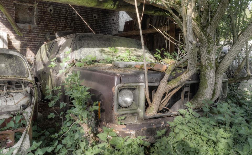  A tree has grown up and through this old American SUV which has greenery sprawled across its windshield