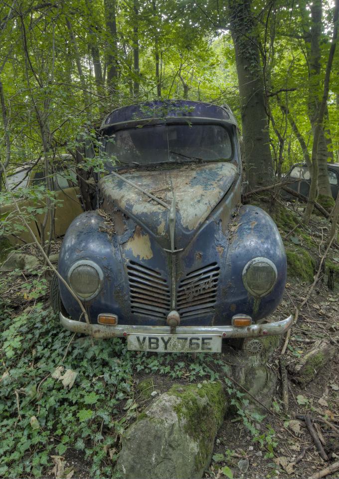  A classic blue Ford is now at one with nature as it sits abandoned among the trees in a dense forest