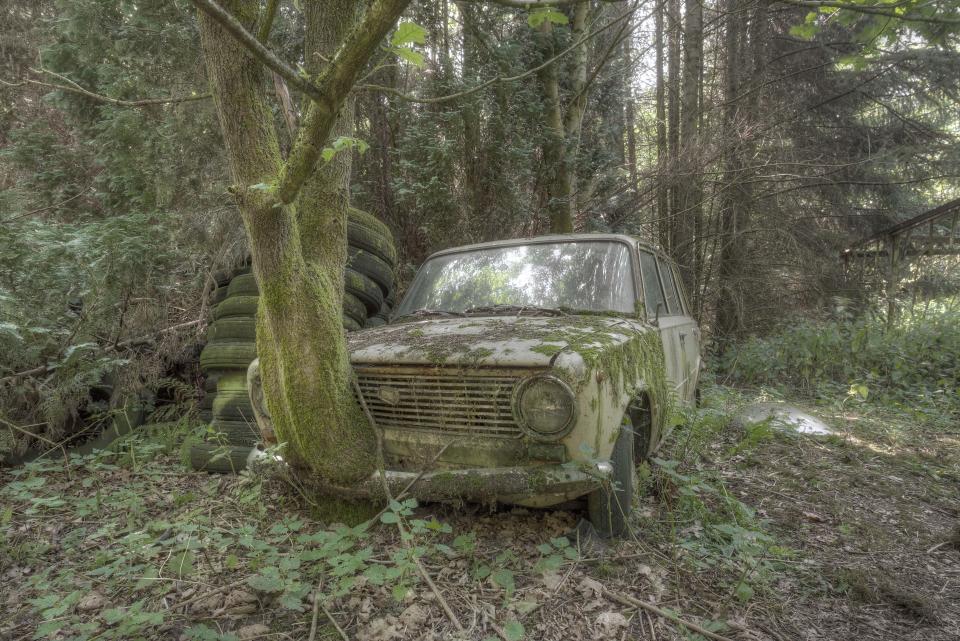  A tree has managed to break through the front of this rusty old banger in its pursuit of daylight