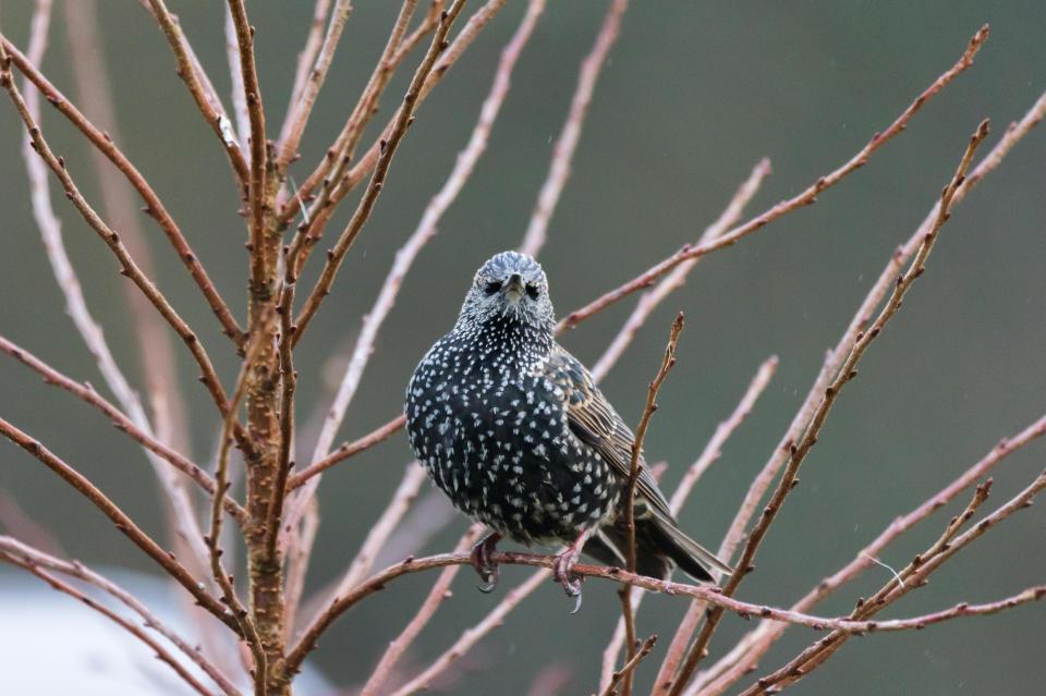  A starling sits among the trees in Pontrhydfendigaid, Ceredigion, Wales, as the day turns overcast