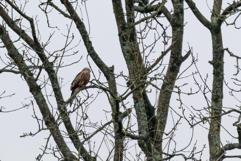  A Red Kite, a species of bird which were saved from national extinction by one of the world's longest running protection programmes, perches on a branch in Pontrhydfendigaid