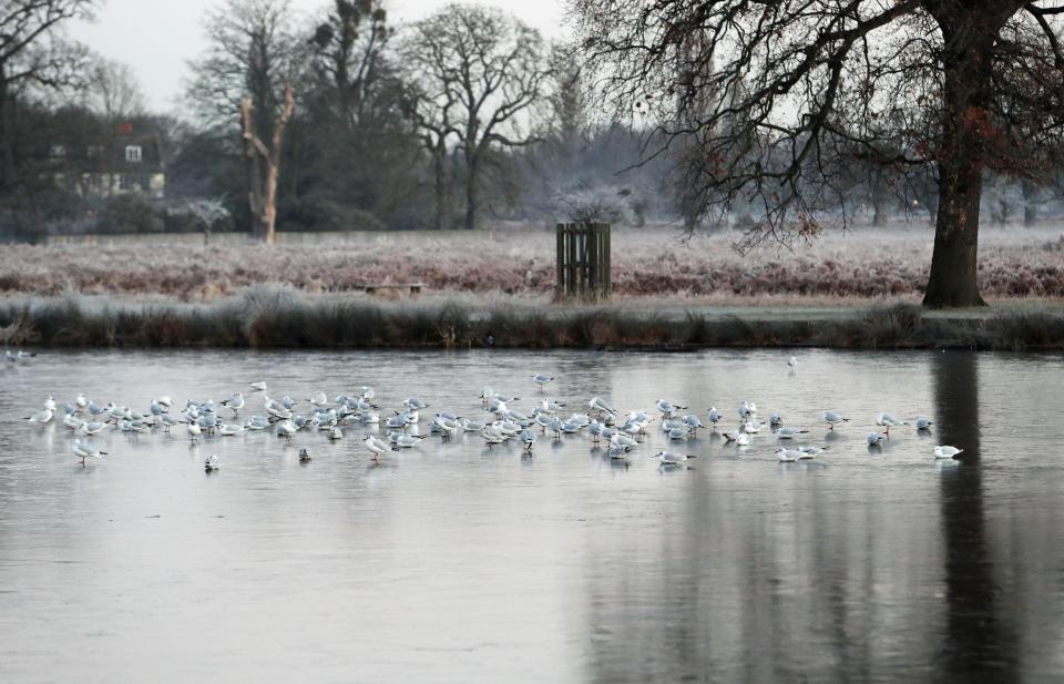  A severe weather warning has been issued after the chilly start. Pictured is Bushy Park, south west London, this morning