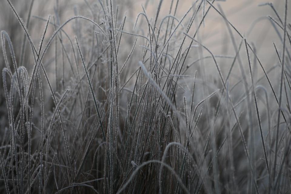  Frost covers Hampton Court this morning as the freezing conditions are set continue in some areas today