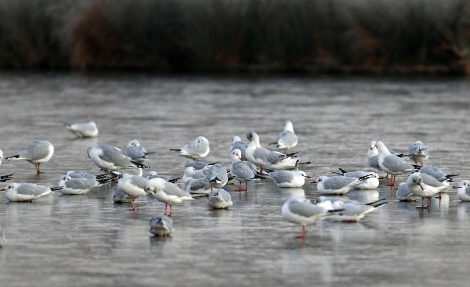  Birds perch on a frozen lake in Bushy Park, south west London, after temperatures plummeted