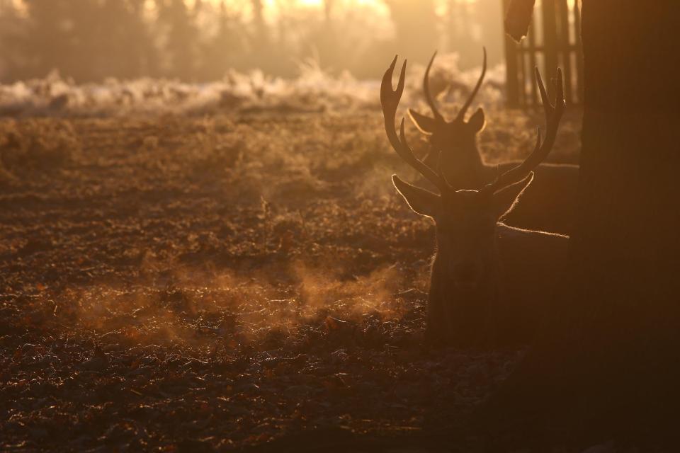  It was a chilly start to the morning in Bushy Park - near Hampton Court Palace - as temperatures plunged overnight