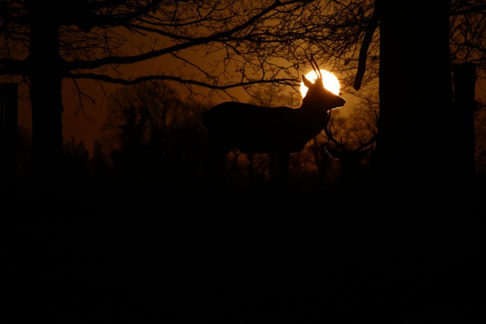  Deers in Bushy Park, south west London, shivered this morning as Britain woke up to temperatures colder than Iceland