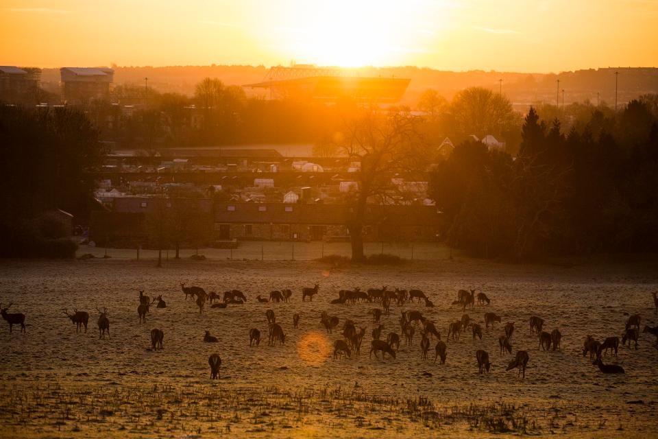  Red deer wake to a frosty morning at Ashton Court Estate in Bristol this morning